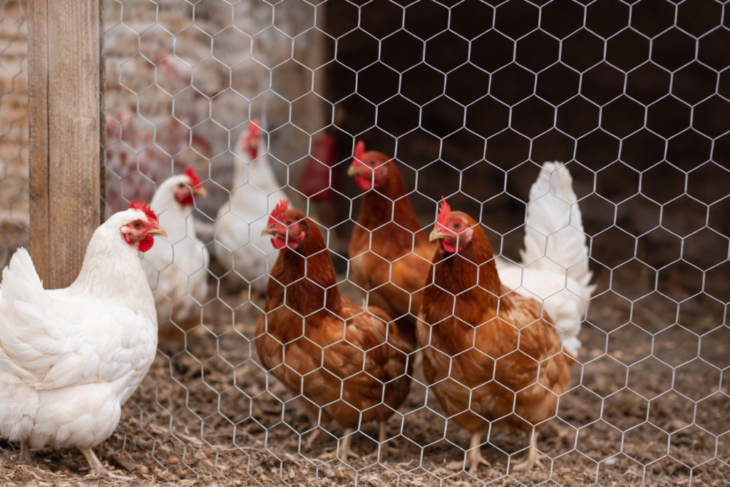hexagonal poultry mesh