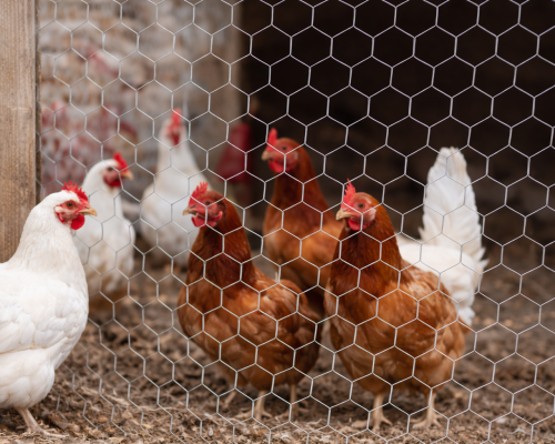 hexagonal poultry mesh